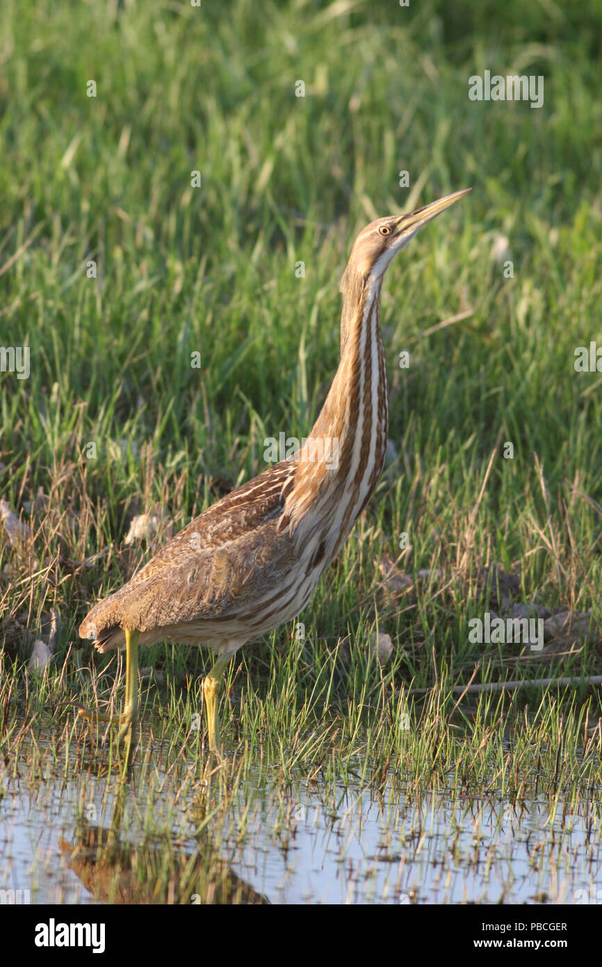 Amerikanische Rohrdommel Mai 2nd, 2006 Atkins Slough in der Nähe von Kaffee, Lincoln County, South Dakota Stockfoto