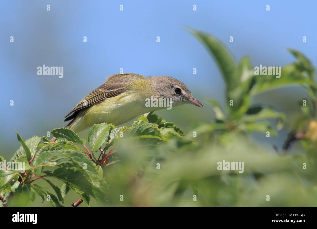 Bell's Vireo Juni 27th, 2015 Bock Springen, in der Nähe von Oahe Dam (South Dakota) Canon 70D, 400 5.6L Stockfoto