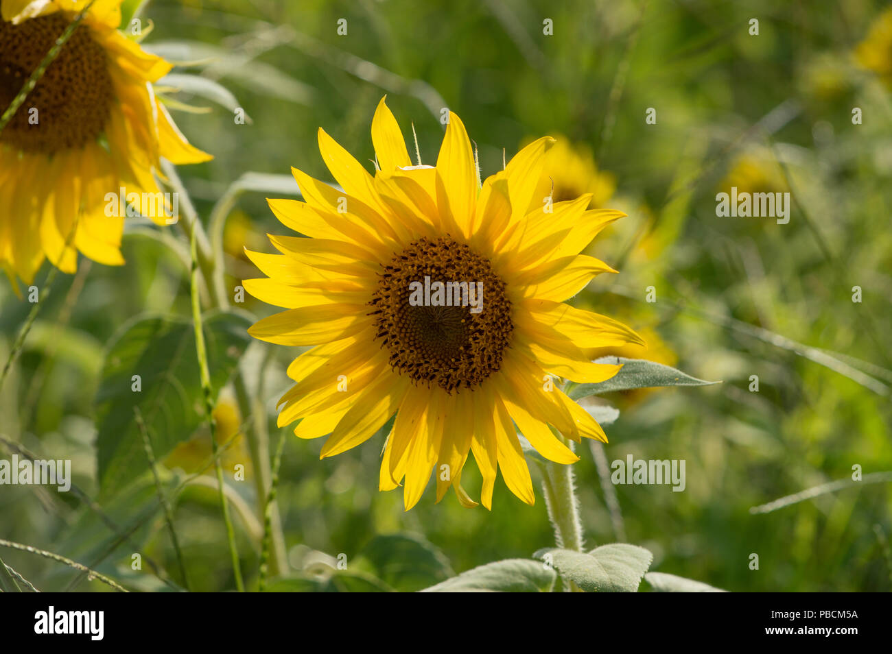 Die Sonnenblume in einem Feld mit Sonnenblumen Stockfoto