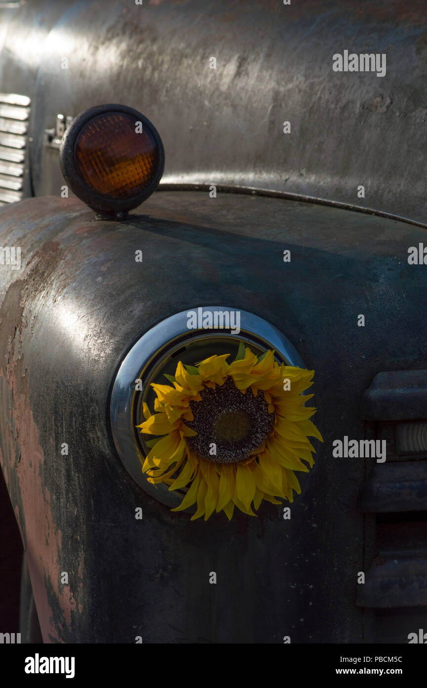 Die alte, rostige, alte Lkw mit einer Sonnenblume als Scheinwerfer. Stockfoto