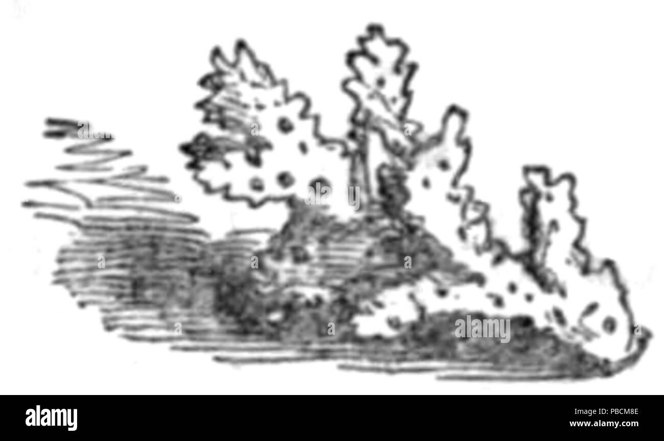 1207 Gedichte von das Meer, 1850 - Coral Stockfoto