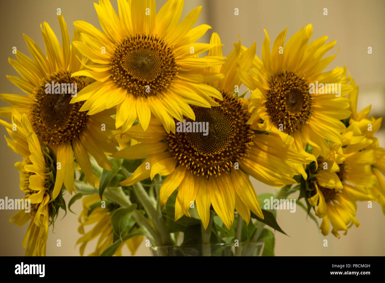 Eine Detailansicht eines Blumenstrauß aus Sonnenblumen Stockfoto