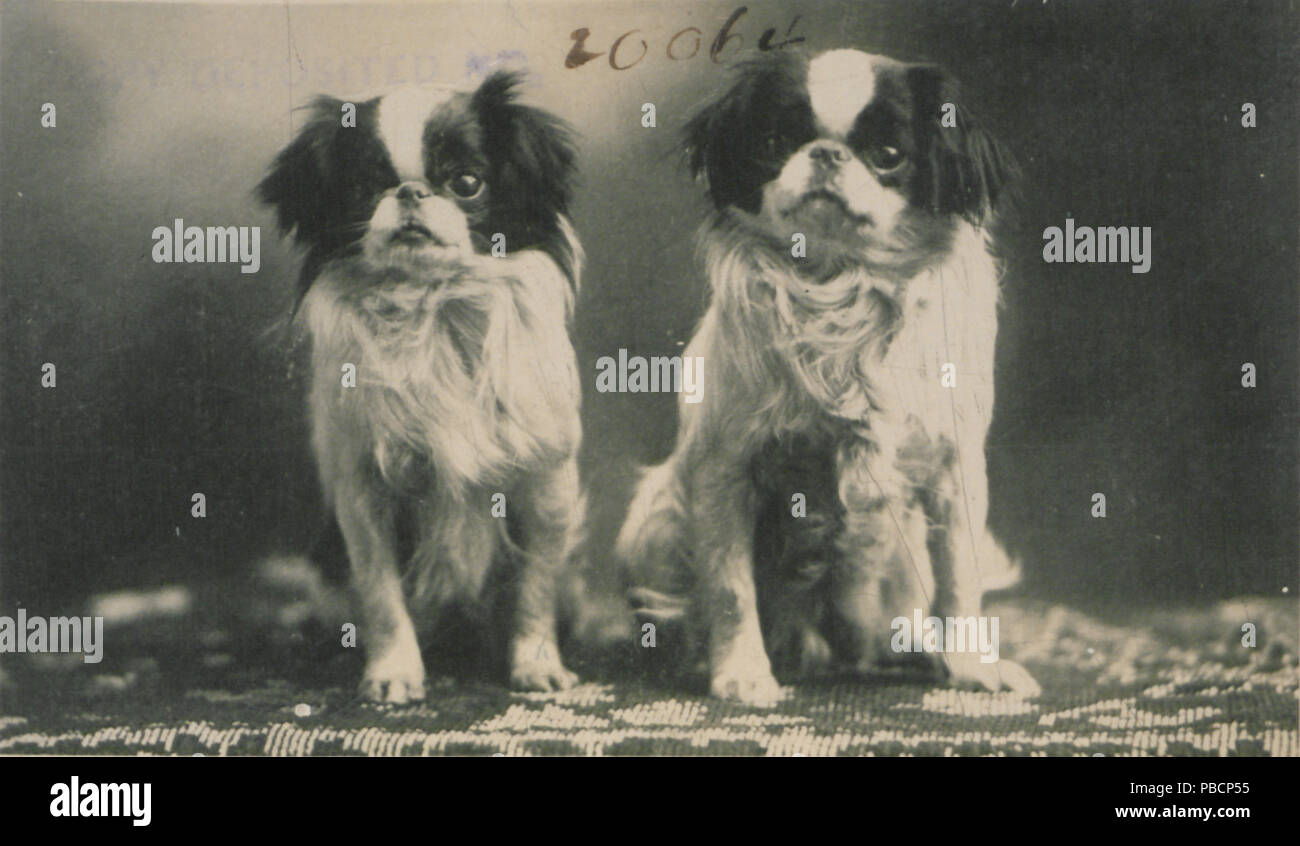 1218 Porträt von zwei SPANIELS (HS 85-10 -20064) Stockfoto