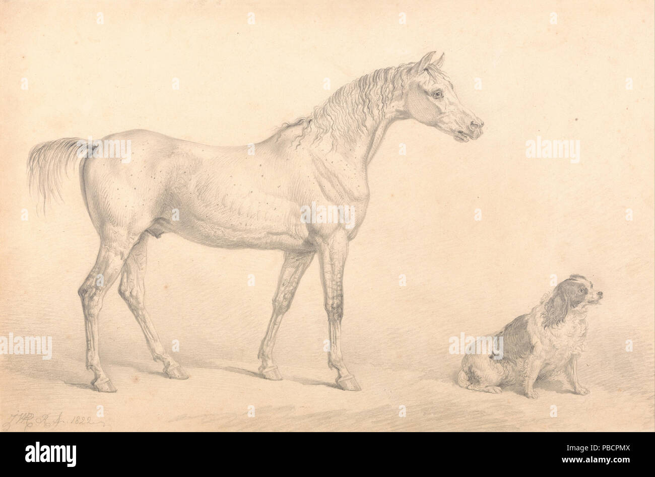 1220 Portraits eines graues Pferd und eine Schwarze und Weiße Spaniel, die Eigentum des Herrn Abgeordneten C. Arbu... - Stockfoto