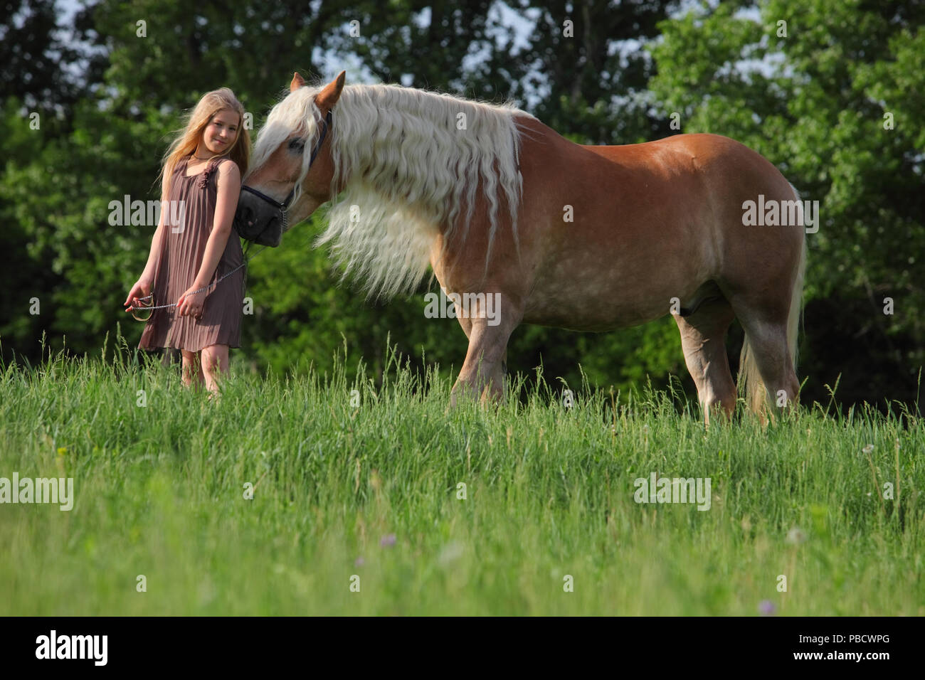 Michurinsk, Russland, 24. Mai 2018: Kind Mädchen und Tiroler Haflinger auf der offiziellen Generalprobe des Mitschurin landwirtschaftliche Ausstellung Stockfoto