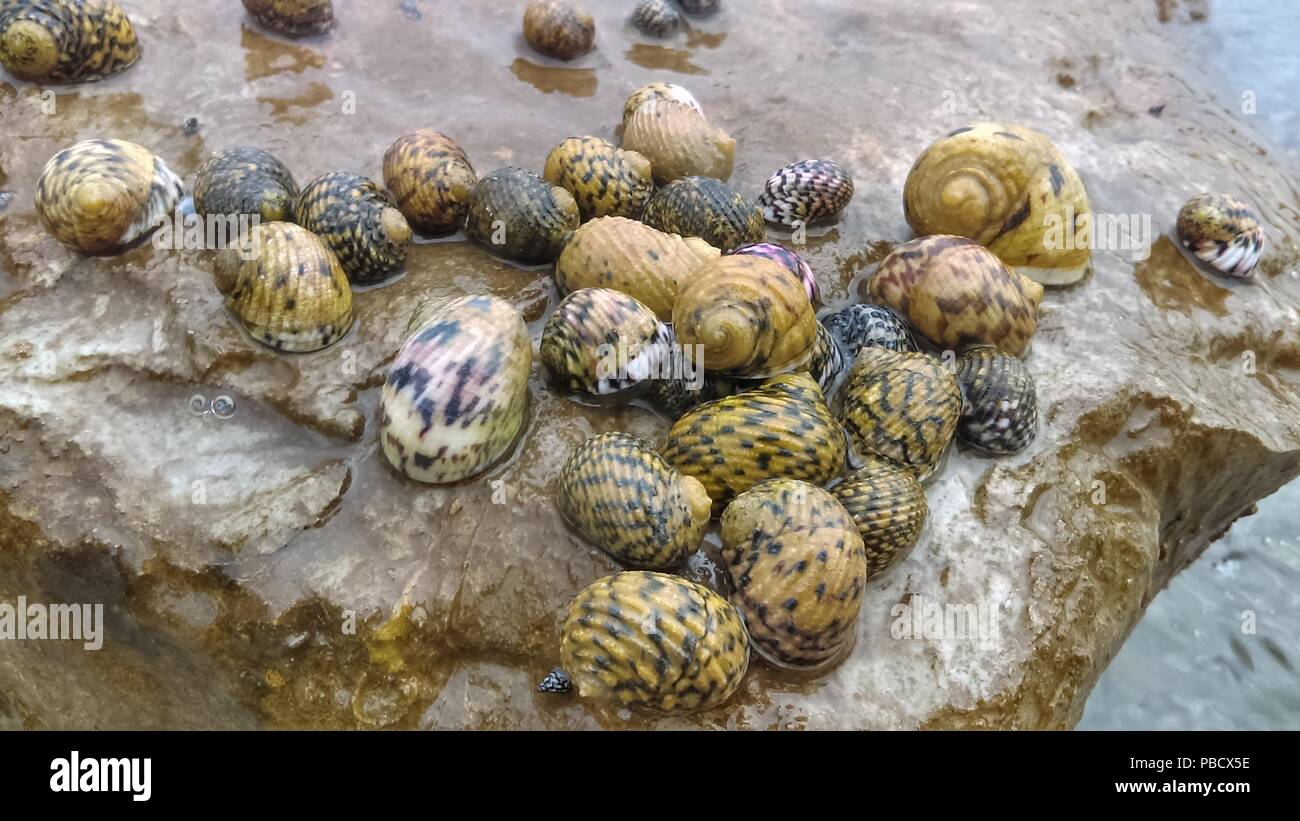 Seeschnecke auf einem exponierten Felsen nach der Ebbe am Ostufer der Dominikanischen Republik Stockfoto