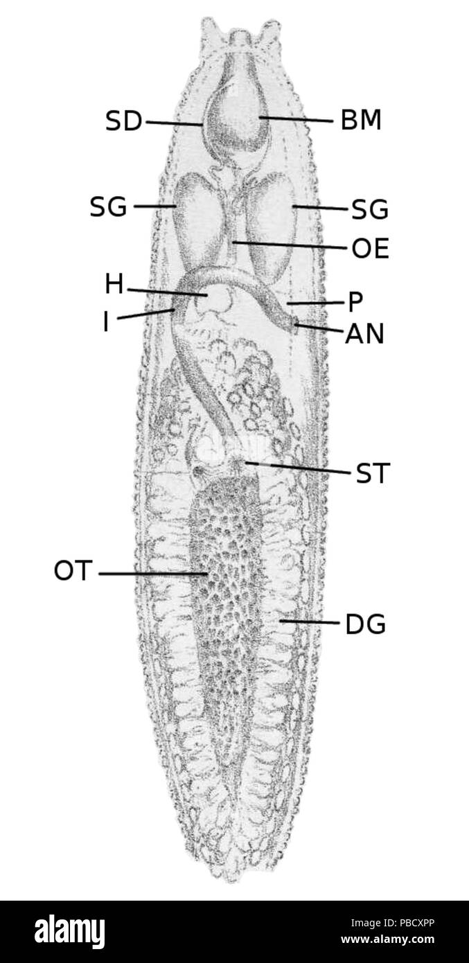 1246 Rathouisia leonina Anatomie Stockfoto