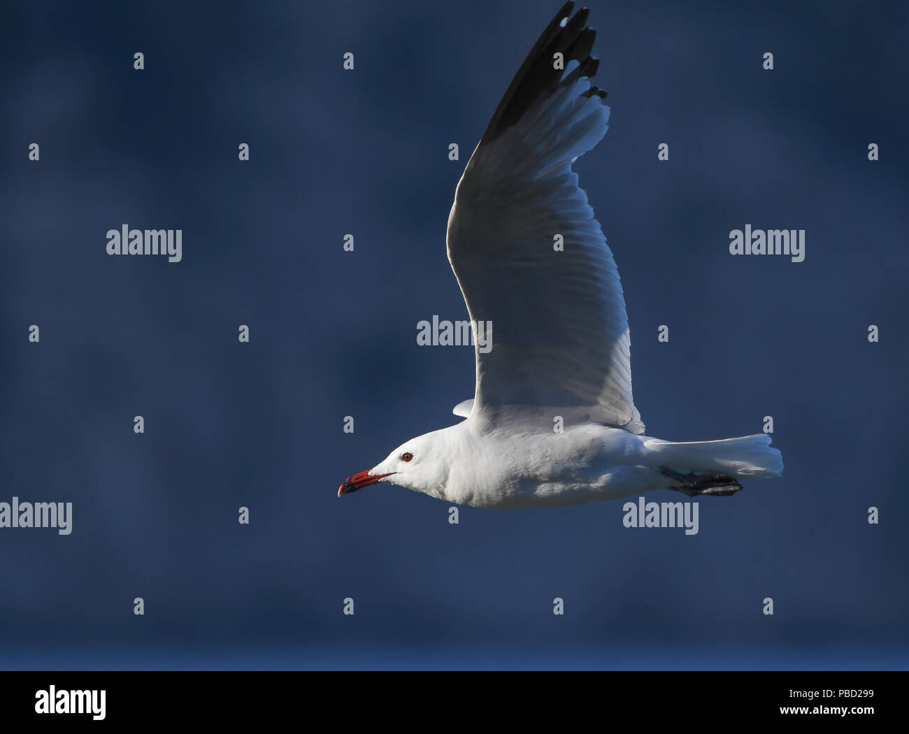 In der Nähe von Audouins Möwe im Flug Stockfoto