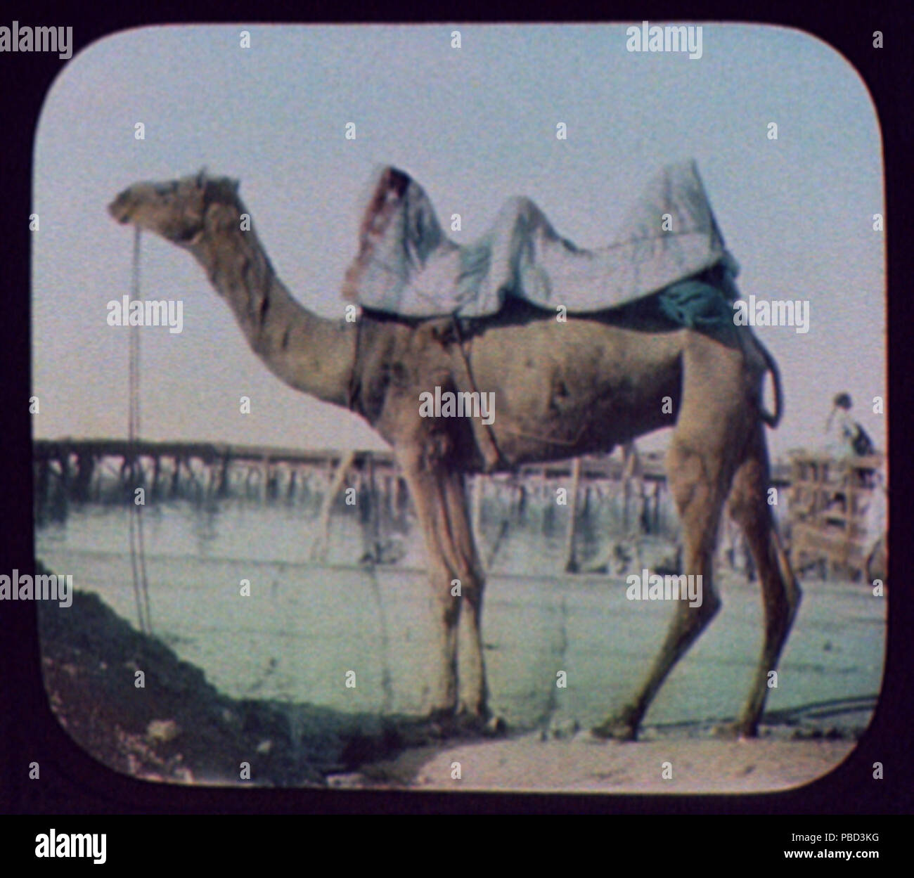 1283 sattelte Kamel LCCN 2004707599 Stockfoto