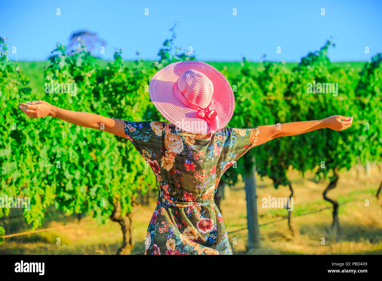 Weingut Weingut grape Picking. Ernte Landwirtschaft weißen Wein zu machen. Sorglos blond Bauer mit offenen Armen unter den Reihen der Trauben, genießt in Margaret Stockfoto