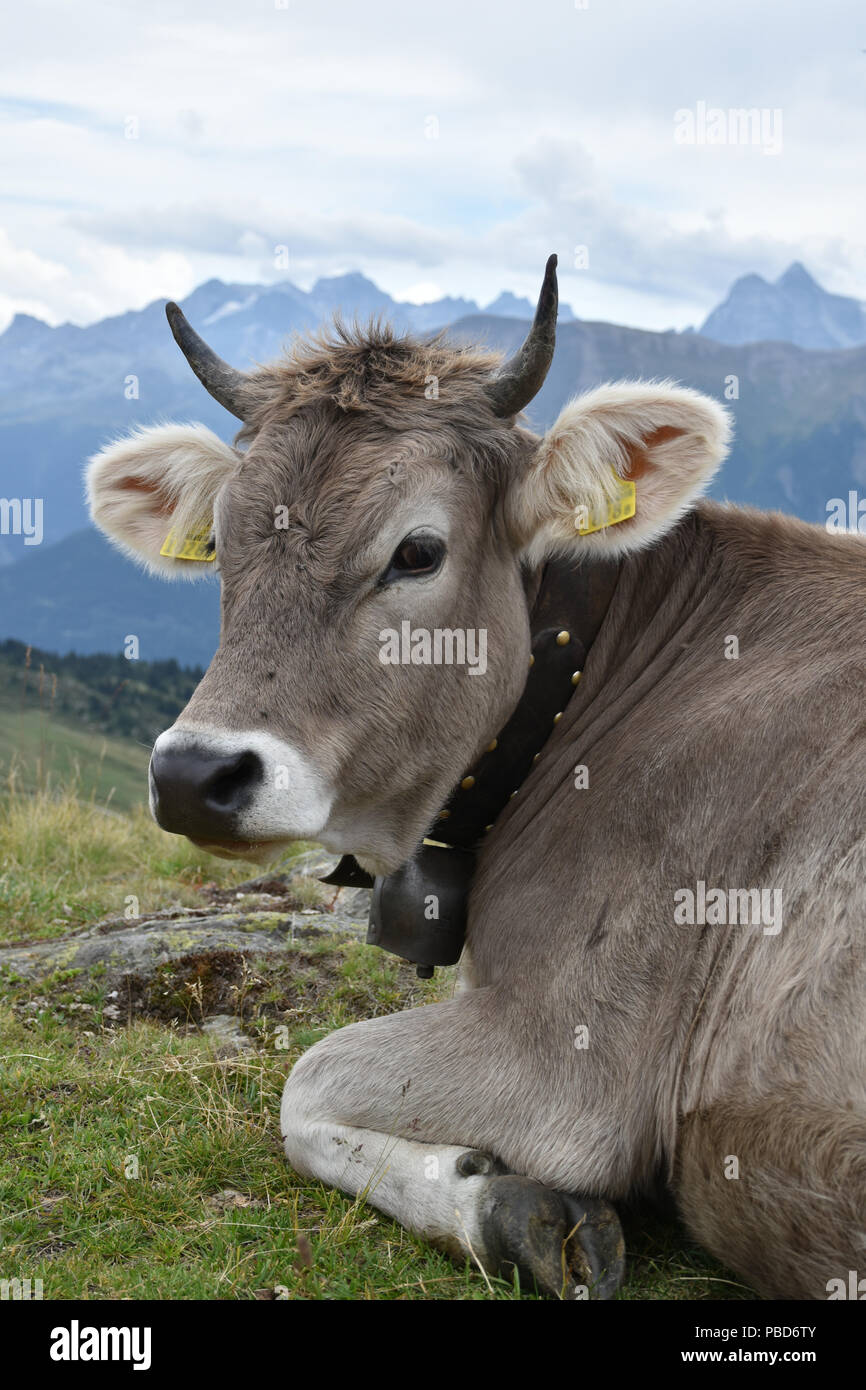Eine Kuh in die Schweizer Alpen, mit einem schönen Blick auf die Berge im Hintergrund Stockfoto