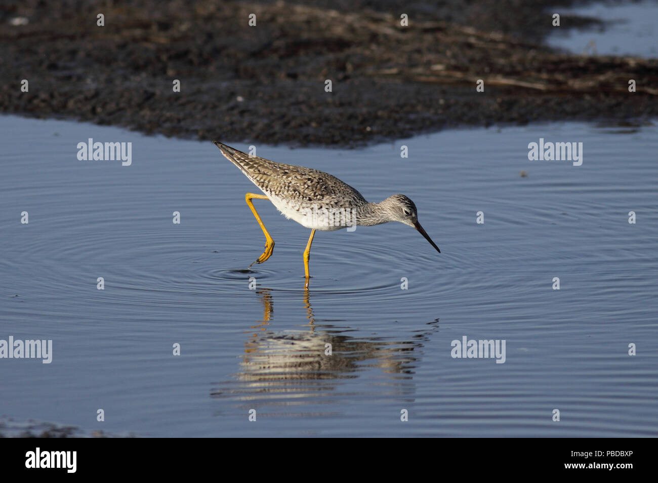 Lesser Yellowlegs Mai 10th, 2011 Sumpf in der Nähe von Worthing, South Dakota Canon 50D, 400 5.6L Stockfoto