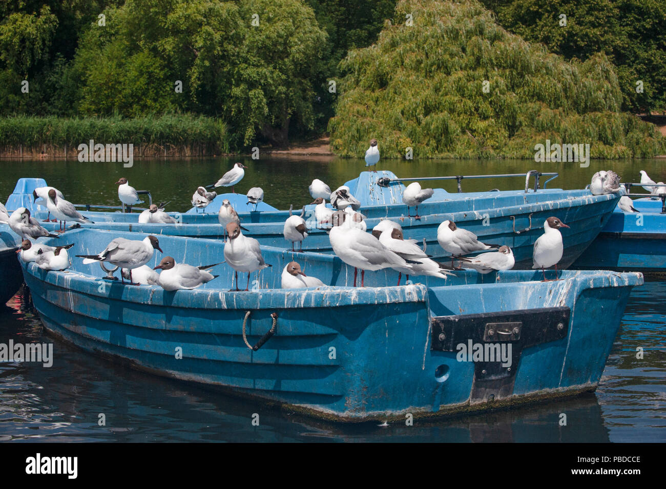 Black-Headed Möwen, (Chroicocephalus ridibundus), Herde von reifen und unreifen Vögel mit Sommer Gefieder, Regents Park, London, Vereinigtes Königreich Stockfoto