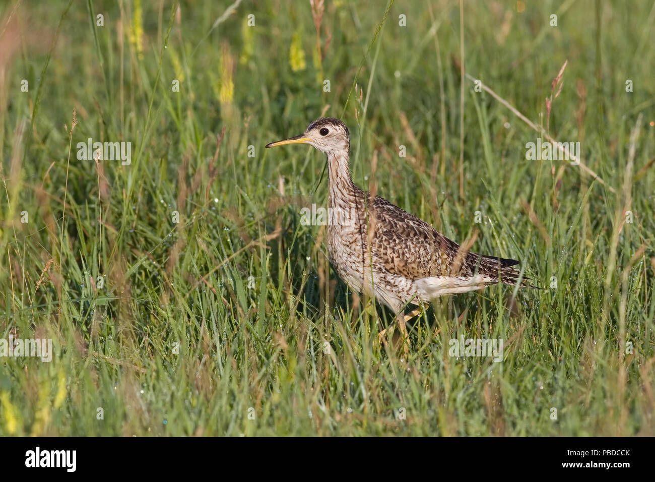 Hochland sandpiper Juli 20, 2008 Minnehaha County, South Dakota Stockfoto