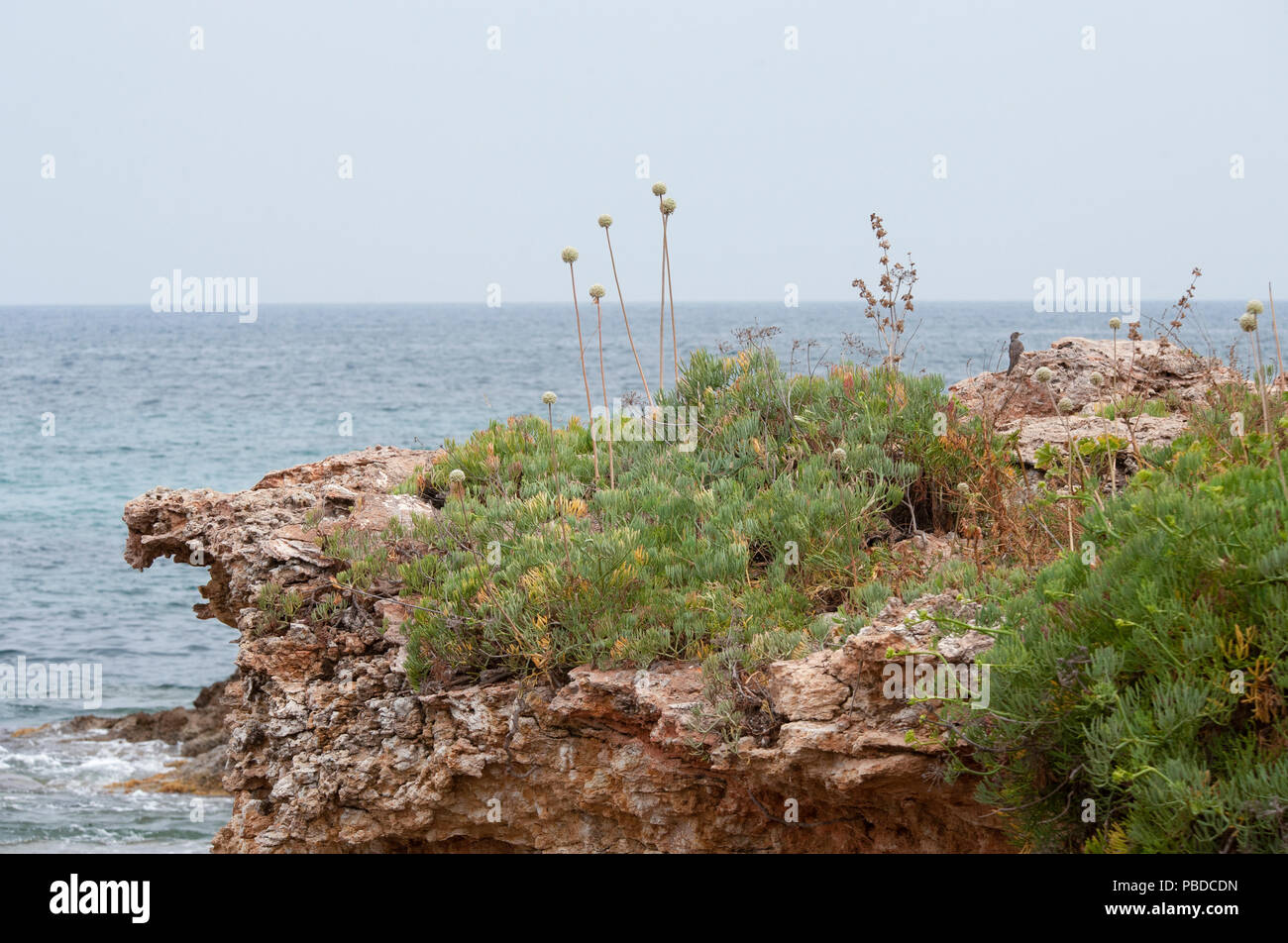Felsen der Küste Ibizas mit Sträuchern Rock Queller und Allium, und weibliche Blaumerle, Ibiza, Balearen, Mittelmeer, Spanien Stockfoto