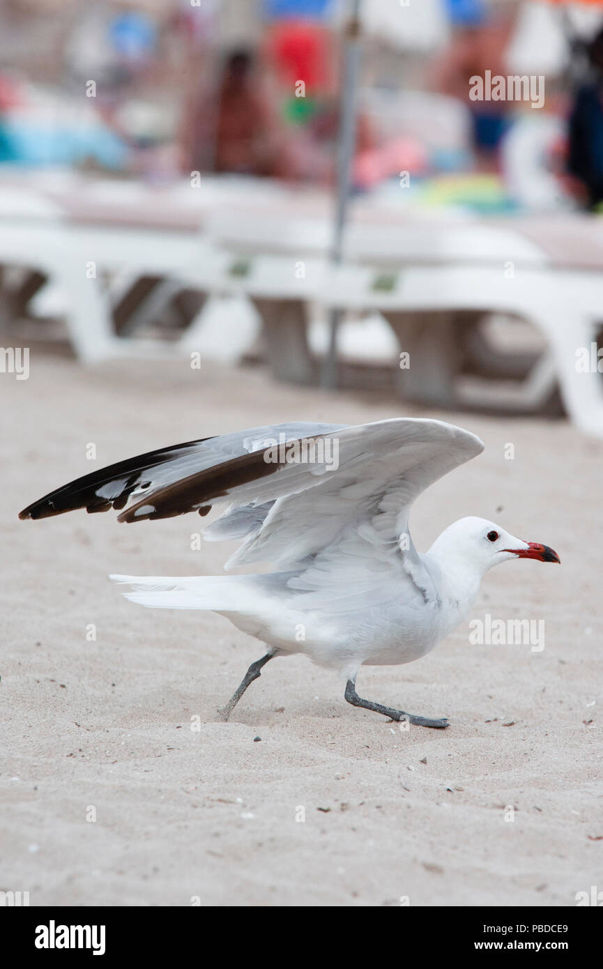 Audouin's Gull, (Ichthyaetus audouinii), auf der Suche nach Essensresten am Strand von Es Canar, Ibiza, Balearen, Mittelmeer, Spanien, Europa Stockfoto
