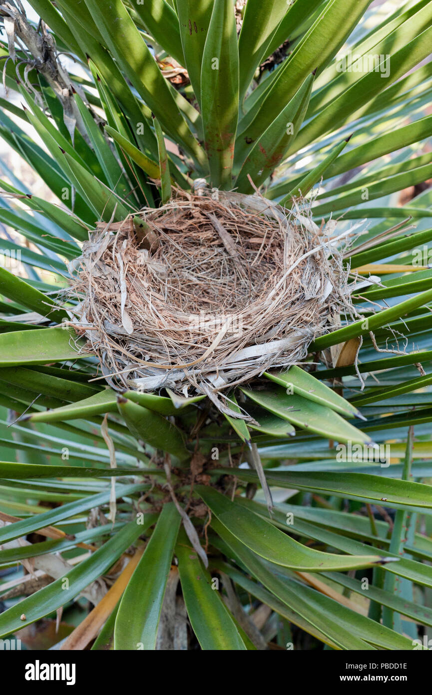 Nest der Blaumerle (Monticola solitarius), Ibiza, Balearen, Mittelmeer, Spanien Stockfoto