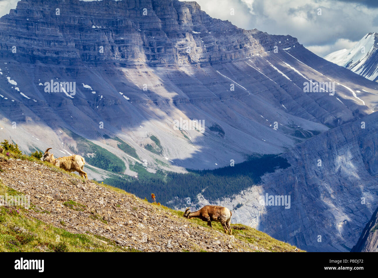 Ein paar Bergziegen grasen auf den Gipfel des Parker Ridge im Jasper Nationalpark in den Kanadischen Rockies mit Big Ben Peak im Hintergrund. Stockfoto
