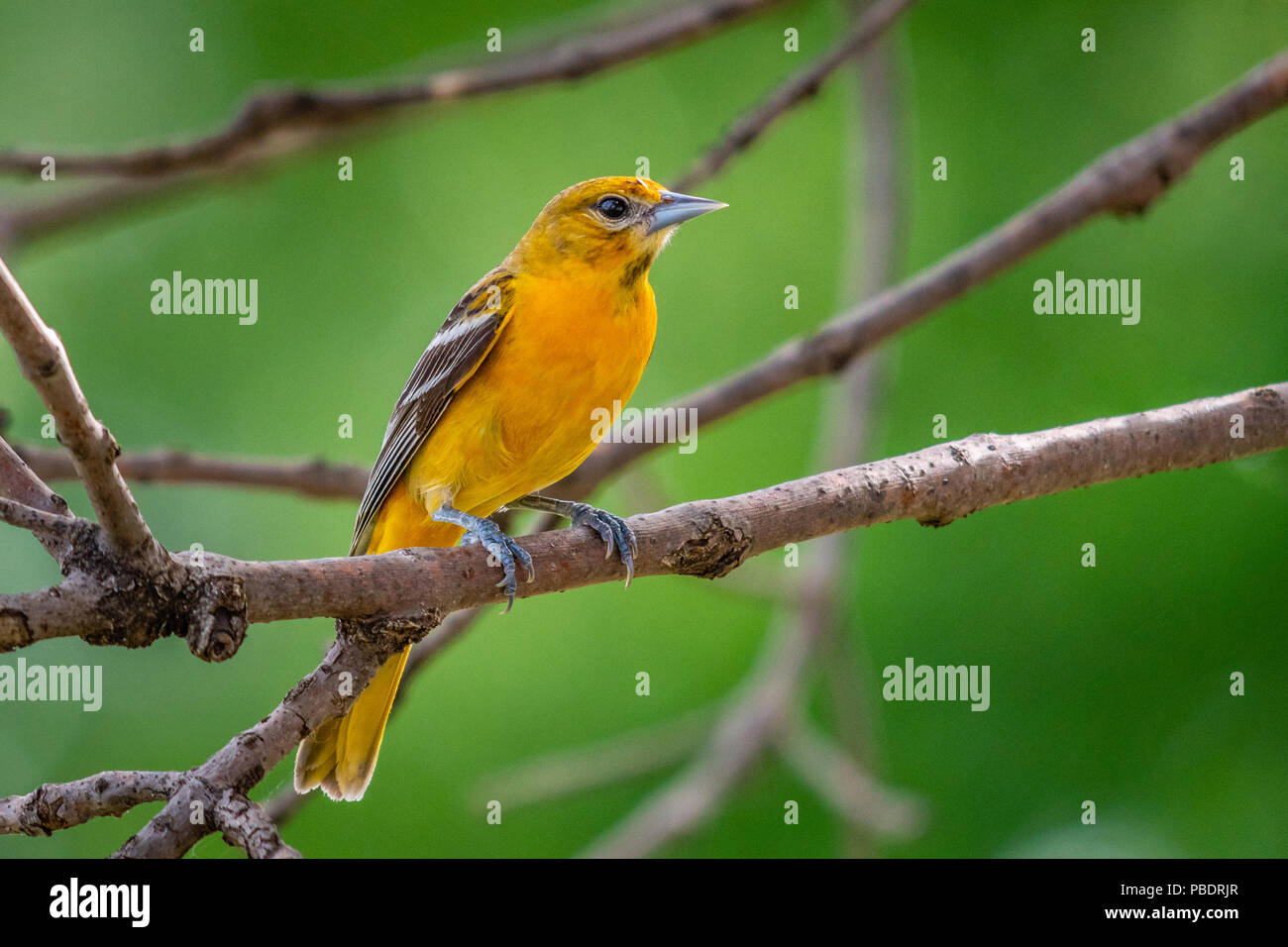 Tierwelt - Weibliche Baltimore Oriole Stockfoto