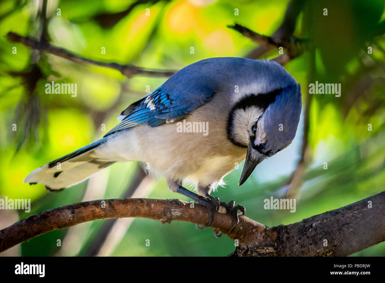 Tierwelt - schöner Frühling Blue Jay Stockfoto