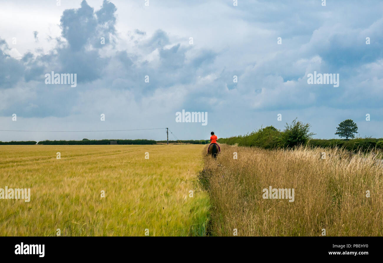 East Lothian, Schottland, Vereinigtes Königreich, 28. Juli 2018. UK Wetter: Dunkle Wolken sammeln mit einer stürmischen bedrohlicher Himmel mit eine Frau ein Pferd Reiten entlang der Kante einer gerstenfeld Stockfoto