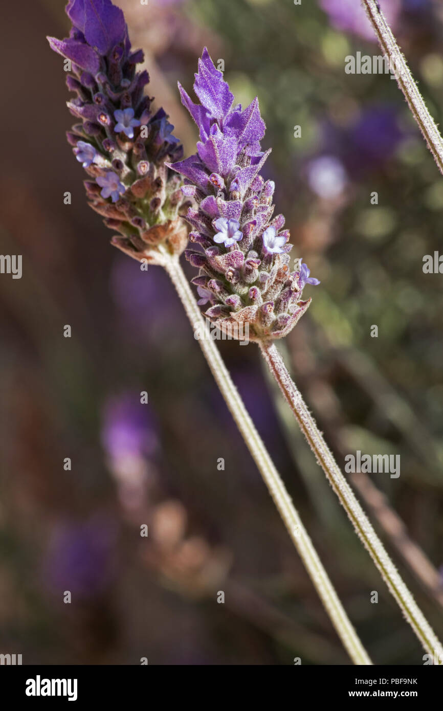 Lavendel Pflanze in voller Blüte Stockfoto