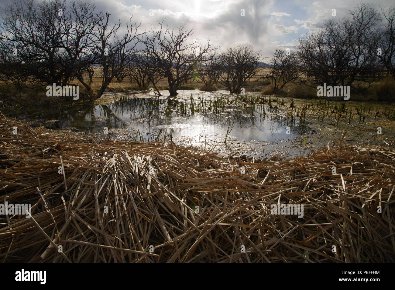 Die Erhaltung gefährdeter Arten, Ranching/Erhaltung kooperatives Projekt, der Frosch Projekt, eine nationale Fisch und Wildlife Foundation gesponsert Stockfoto