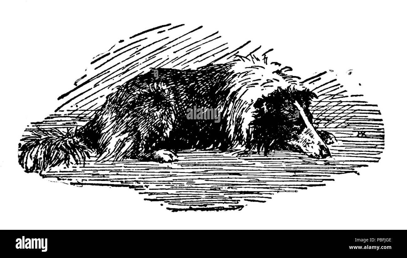 . Zeichnung eines Sunnybank Kop, eine grobe Collie, liegend ca. 1922 1545 Schlafen Kop (BW) Stockfoto