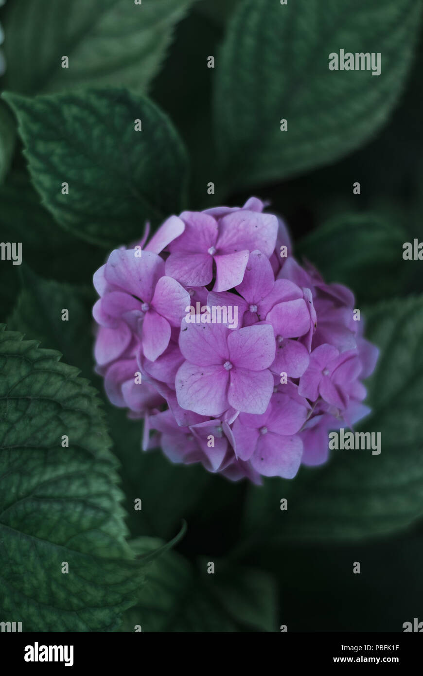 Rosa hortensie Blumen und grüne Blätter, dunkle Tönung. Stockfoto
