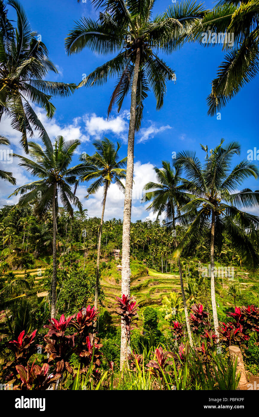 Bali Palm Tree Landschaft Stockfoto