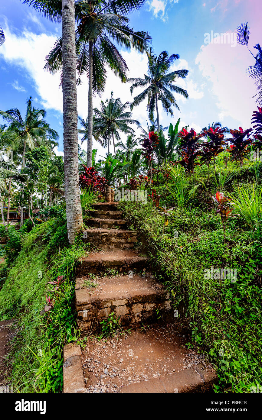 Treppen zu den Reisterrassen von Bali. Stockfoto