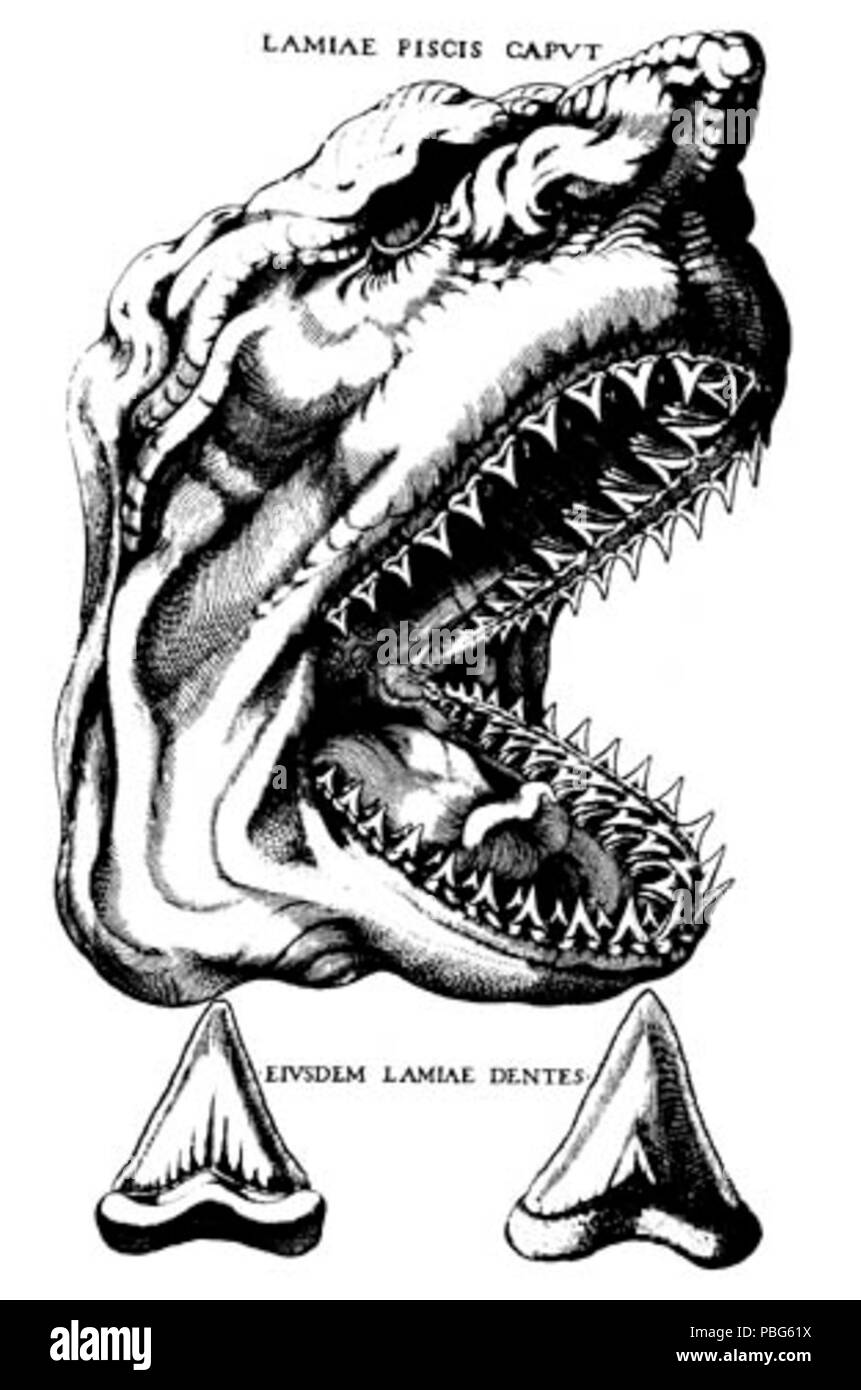 1573 Stenoshark Stockfoto