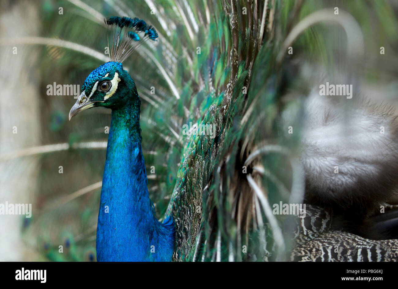 Peacock, Kolumbien Stockfoto