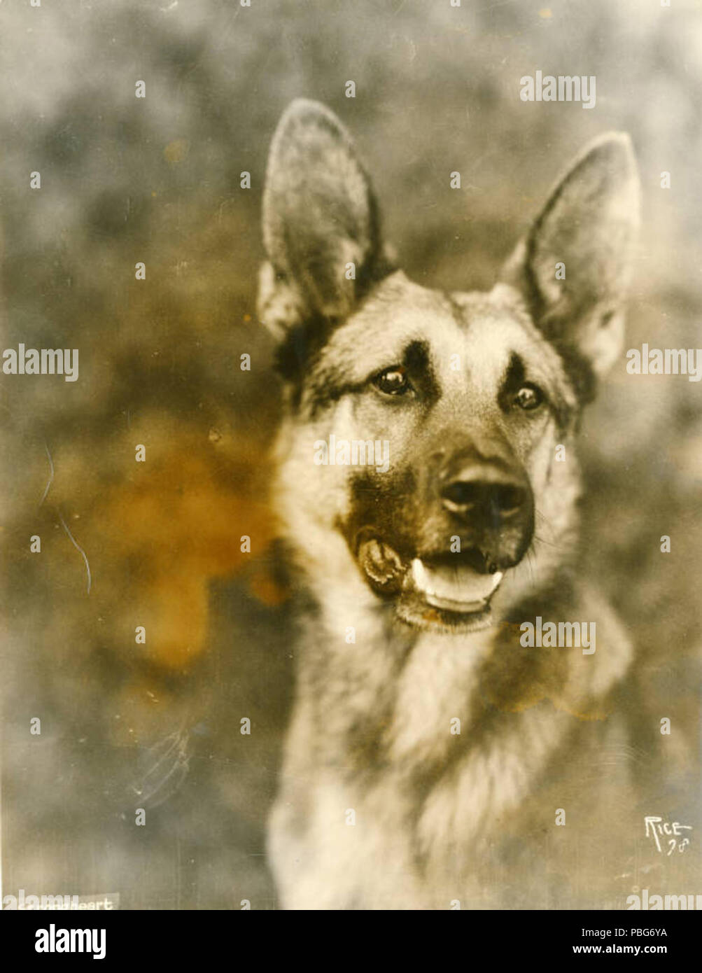 1579 Strongheart-Rice-1921 Stockfoto