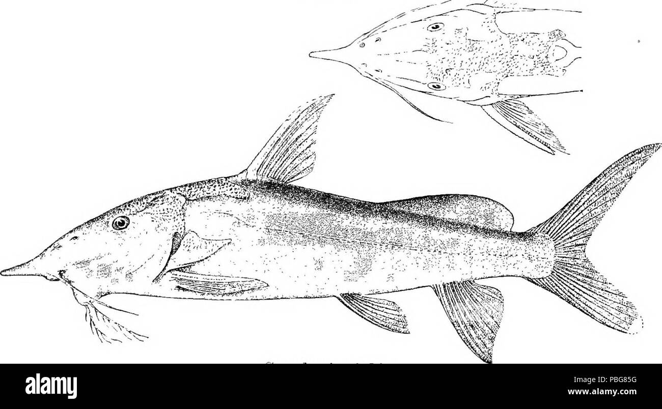 1592 Synodontis greshoffi Stockfoto