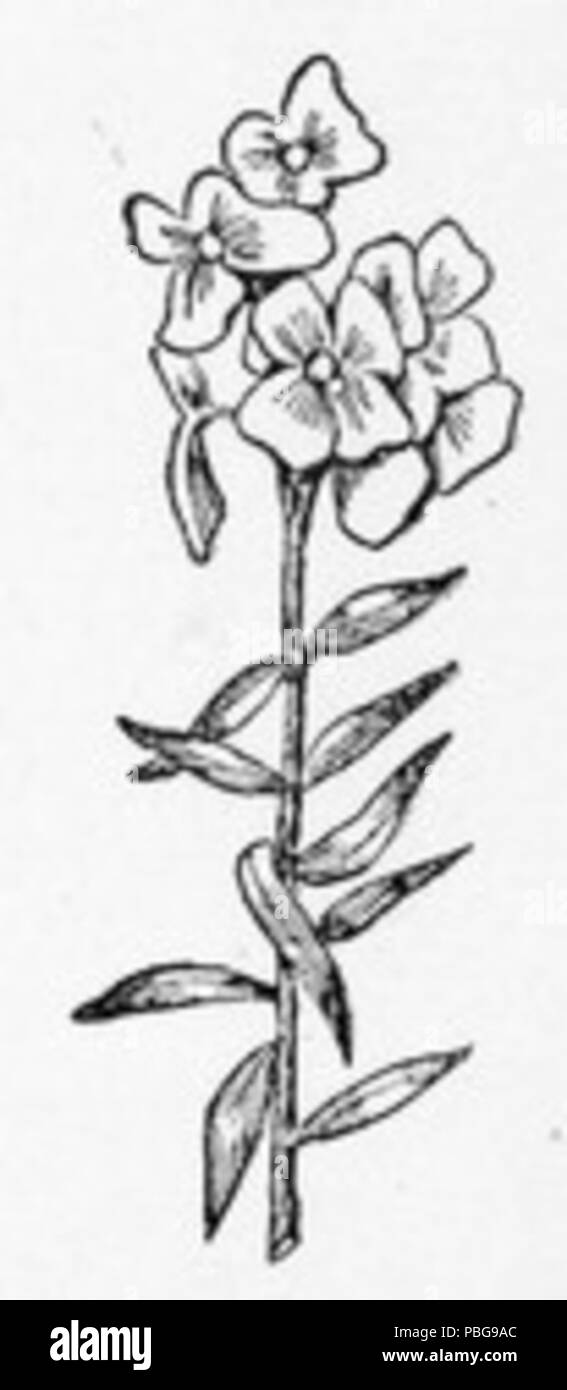 1599 Große Blume zeichnen Stockfoto