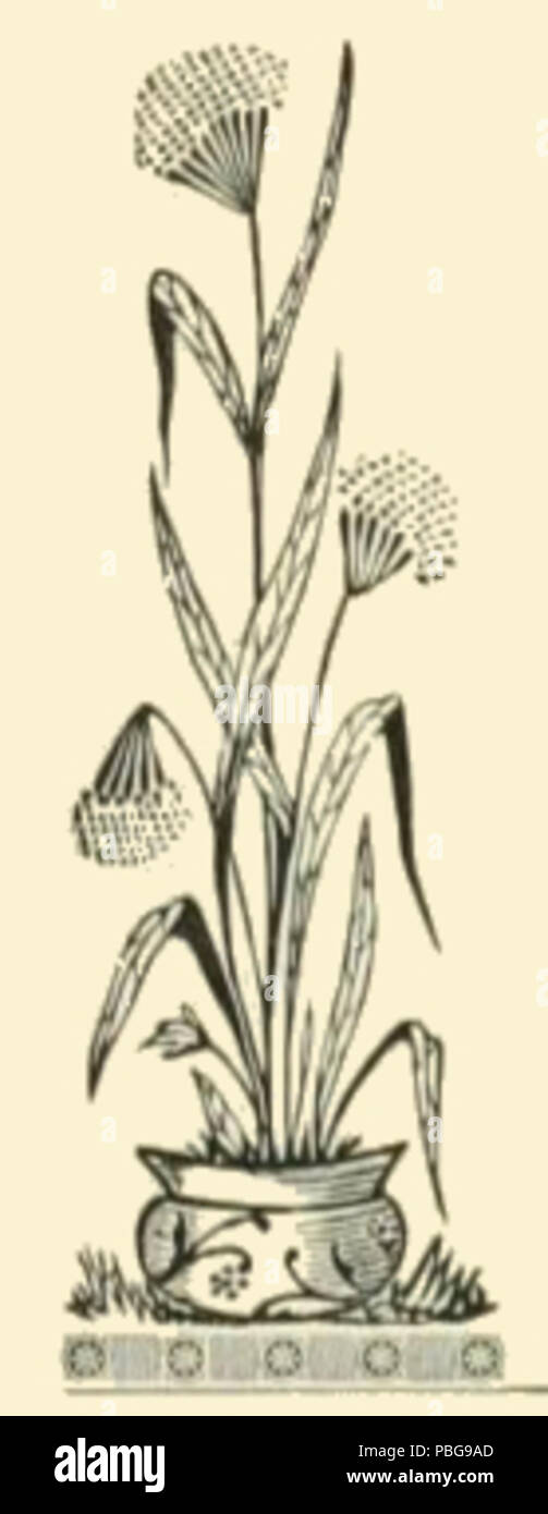 1599 Hoch blühende Pflanze, Zeichnung Stockfoto