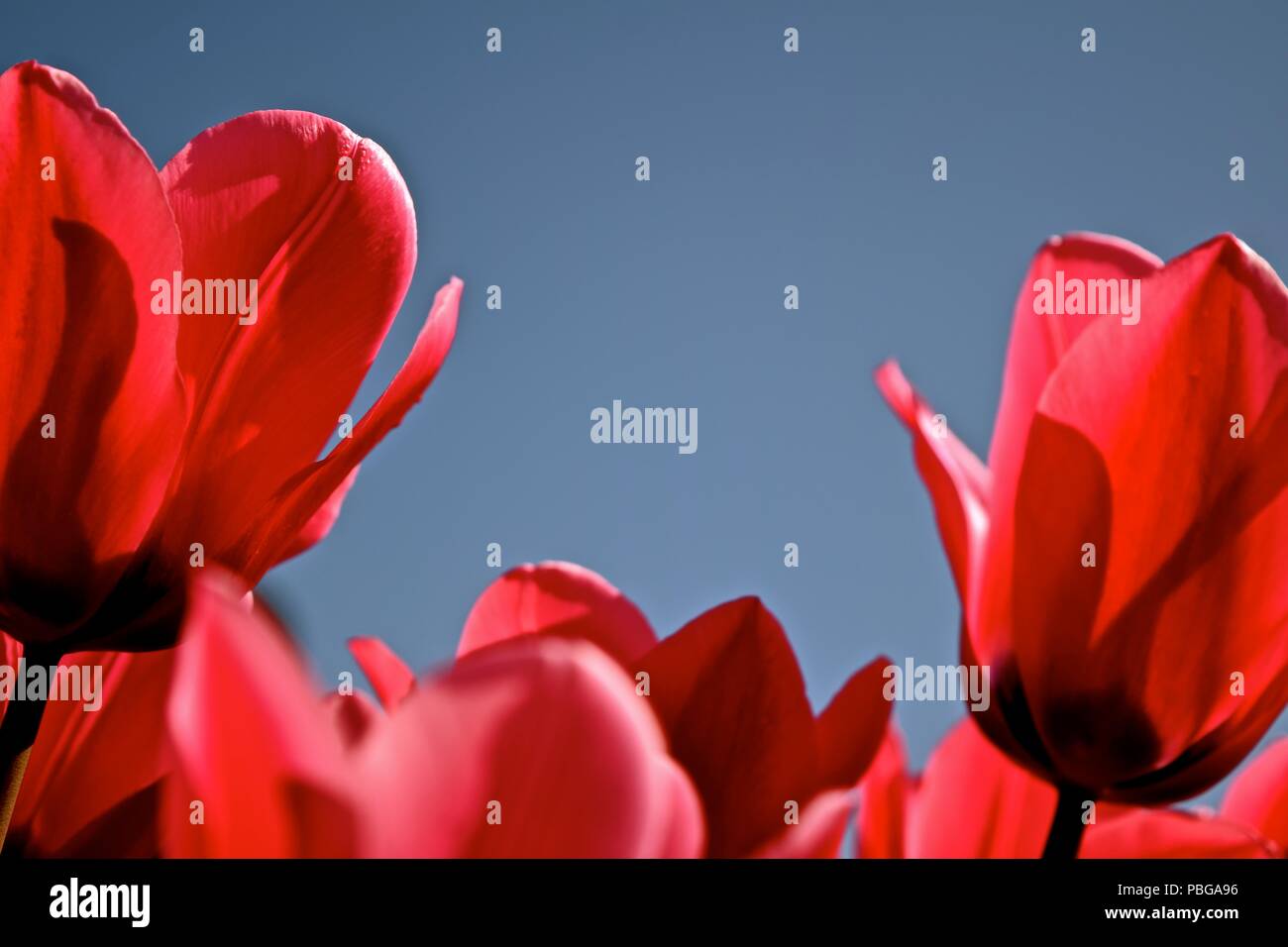 Die jährliche Feier des Frühlings im Tulip Bauernhof im Tulip Stadt, Washington. Diese bunten großen auffälligen Blüten aus Zentralasien stammt. Stockfoto