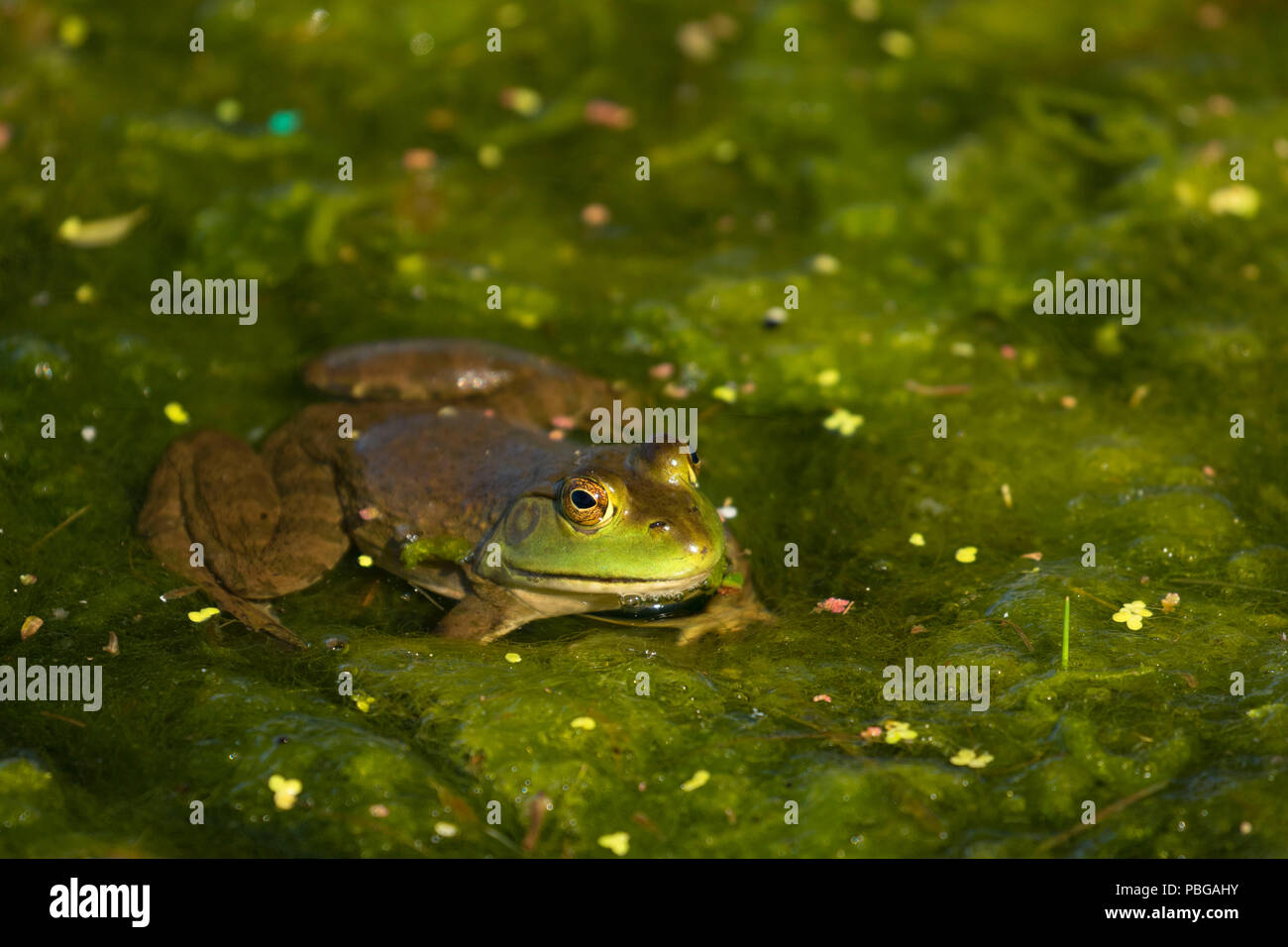 Frosch, Hagerman Wildlife Management Area, Idaho Stockfoto