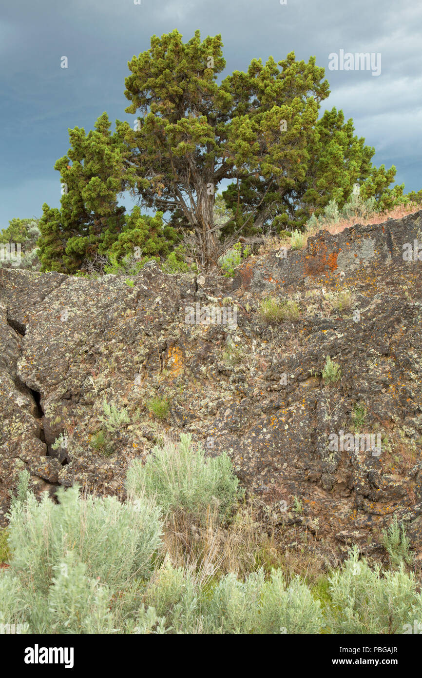 Lavastrom entlang der Hölle halben Hektar Trail,Blackfoot Rastplatz, Idaho Stockfoto
