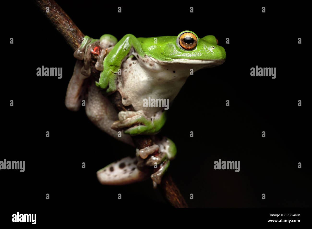 Moltrecht's Green Tree Frog Nantou Rhacophorus moltrechti Stockfoto
