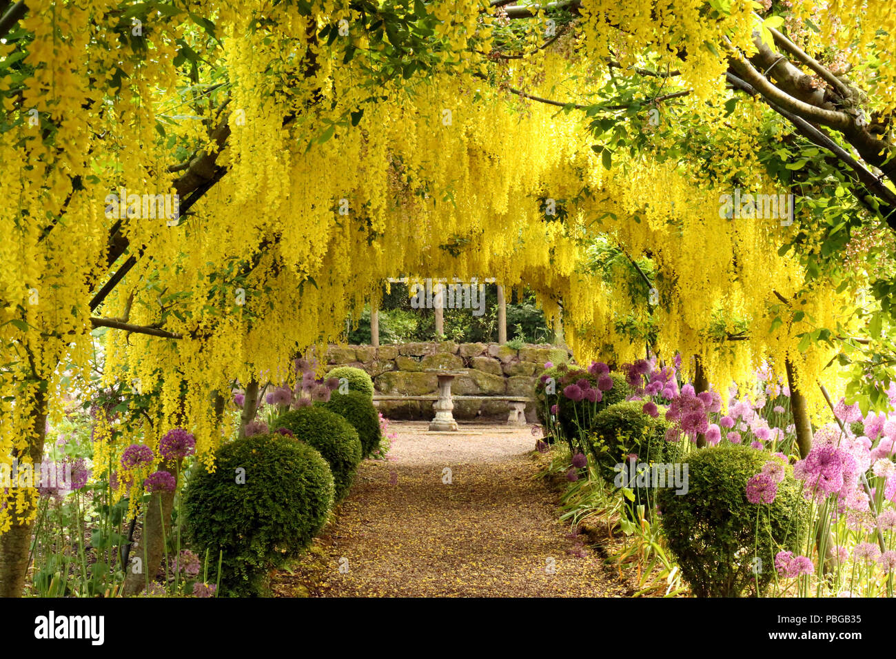 Goldregen Laburnum anagyroides Arch Stockfoto