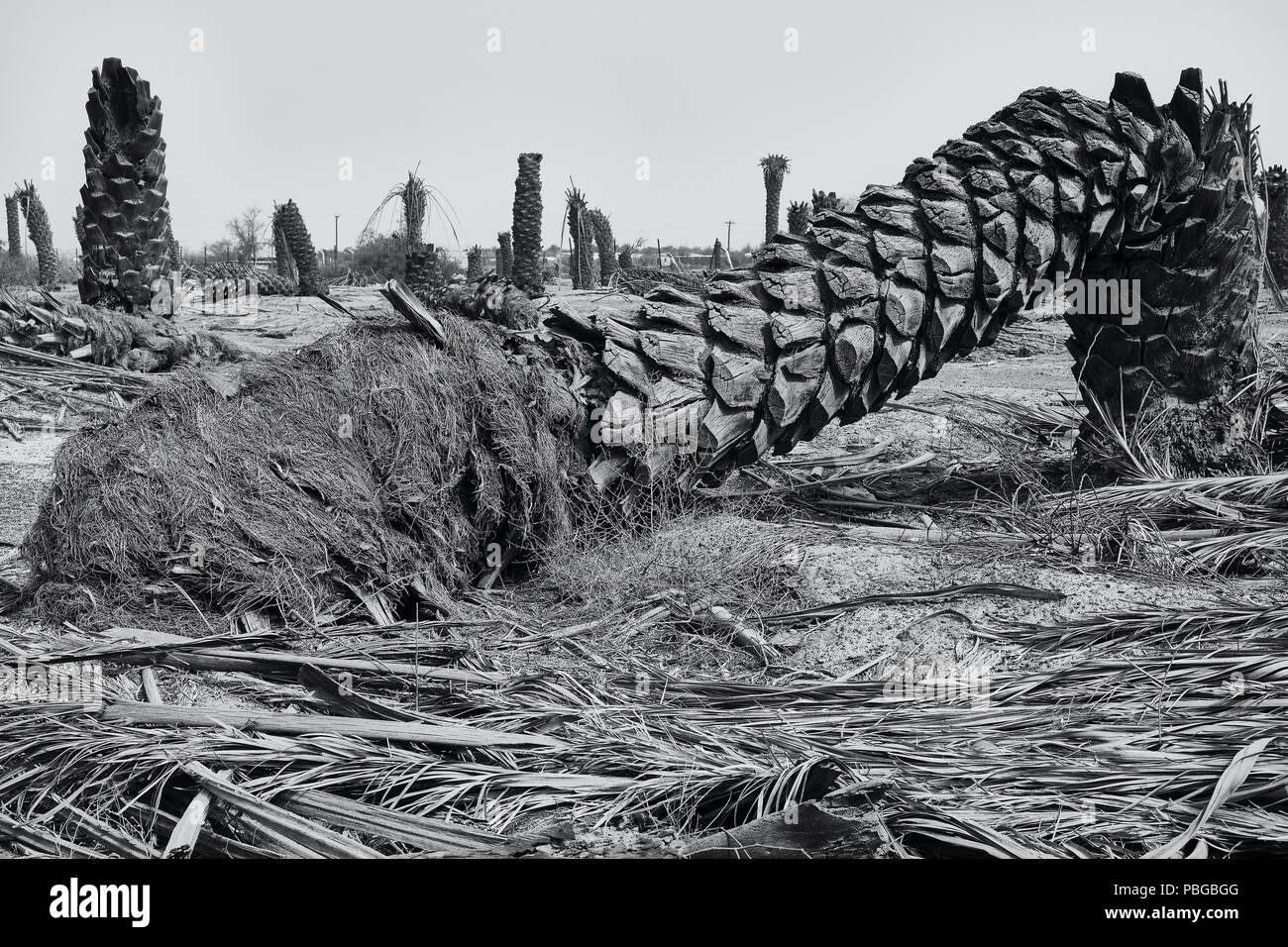 Datum palm Friedhof: Über die und aus Stockfoto