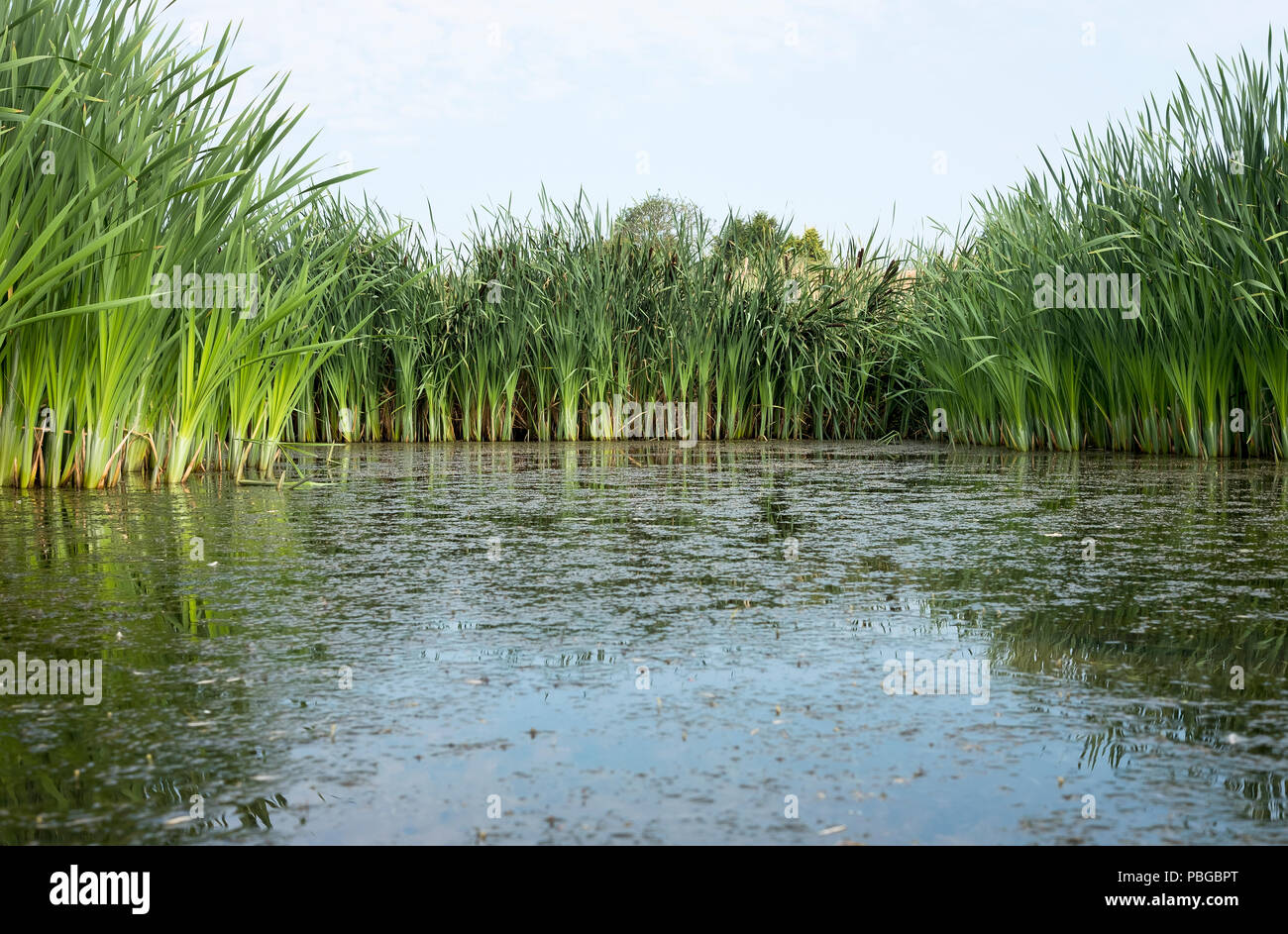 Teich Hintergrund mit Schilf Stockfoto