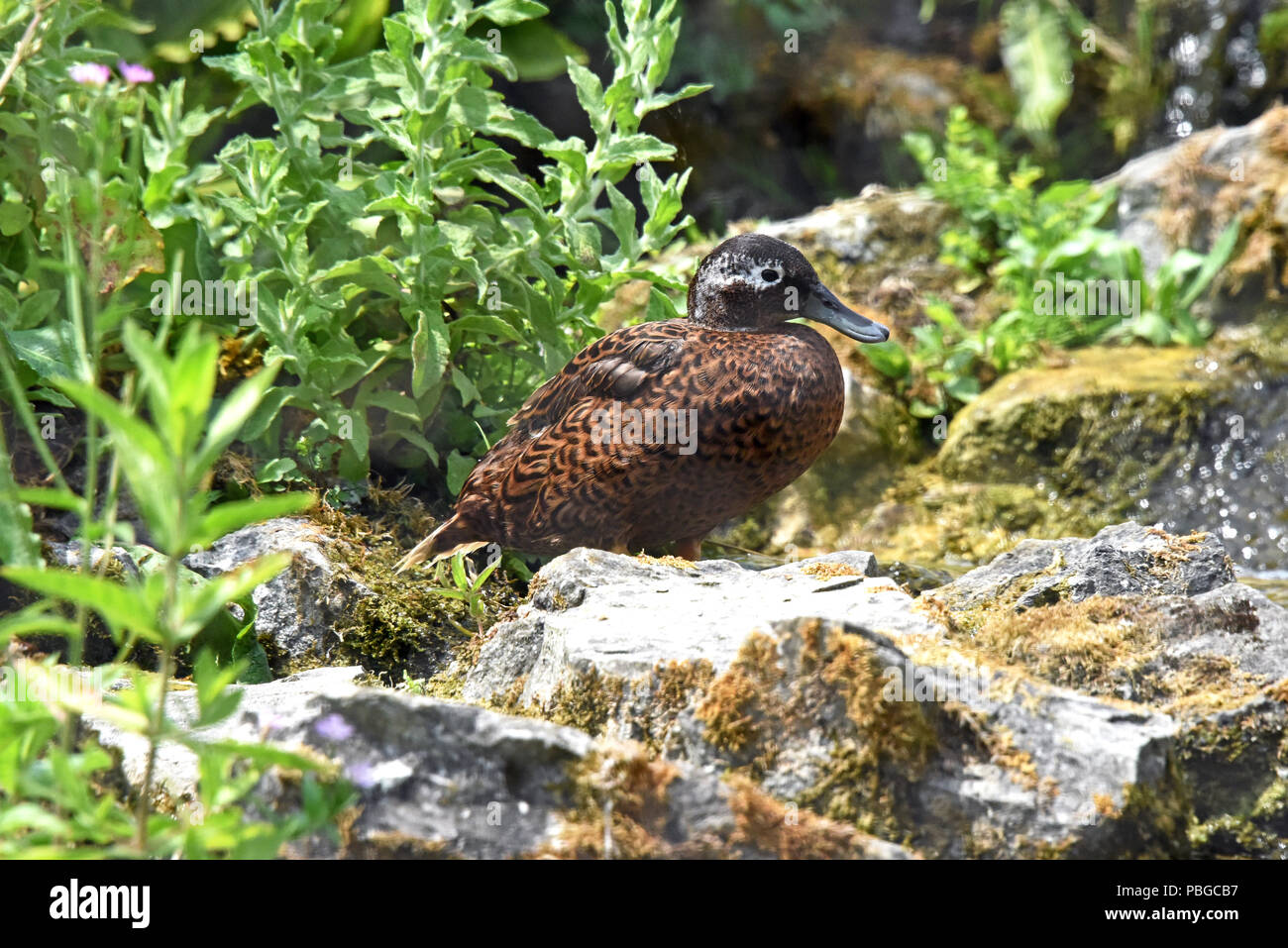 Ein laysan Duck (Anas laysanensis) auf dem Boden der Feuchtgebiete im Süden Englands Stockfoto