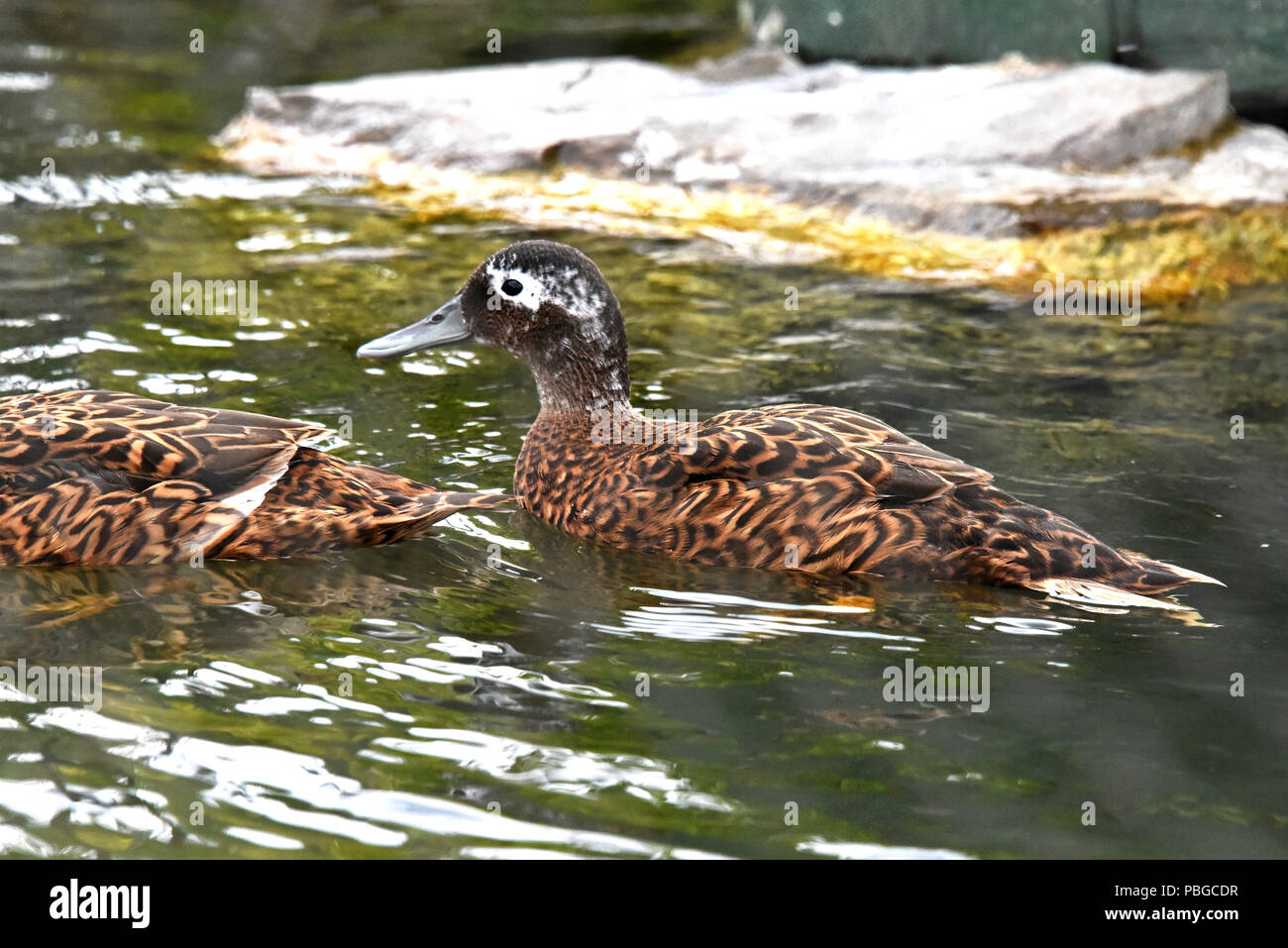 Ein laysan Duck (Anas laysanensis) Schwimmen in einem kleinen Pool in Feuchtgebieten in Südengland Stockfoto