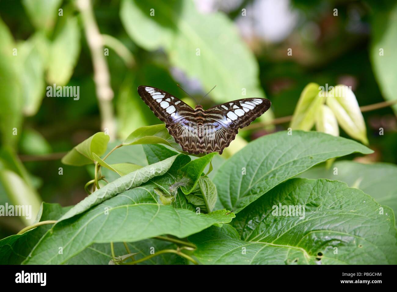Hübscher Schmetterling ruht auf einem grünen Blatt Stockfoto