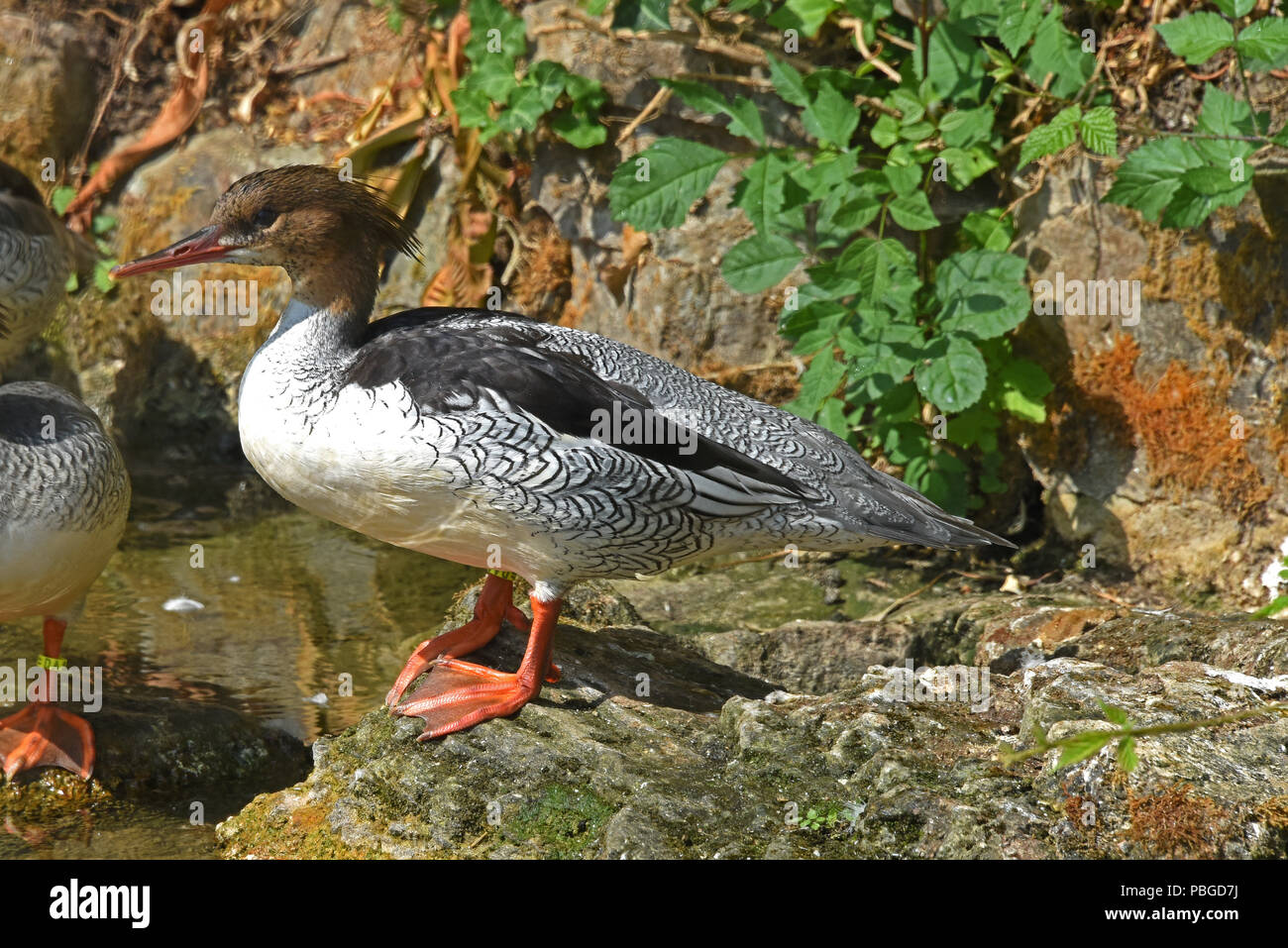 Eine unreife männliche Schuppige-seitig Merganser (Mergus squamatus) steht auf einem Felsen neben einem kleinen Teich in Südengland Stockfoto