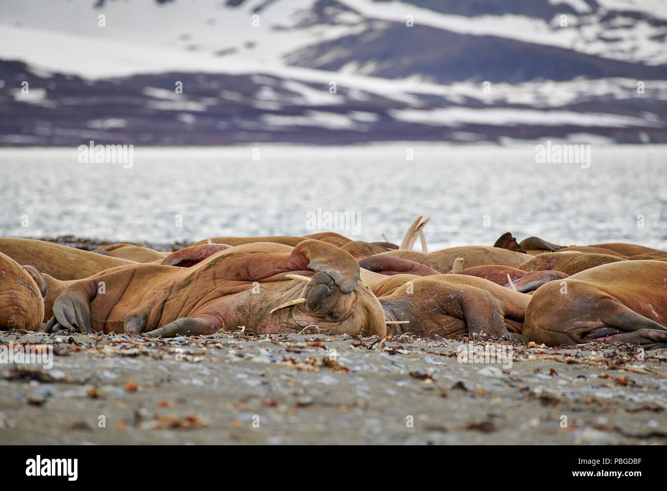 Walross, Odobenus rosmarus, Poolepynten oder Spitzbergen, Svalbard, Europa Stockfoto
