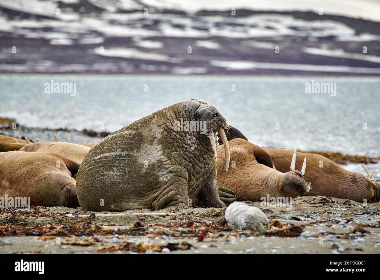 Walross, Odobenus rosmarus, Poolepynten oder Spitzbergen, Svalbard, Europa Stockfoto